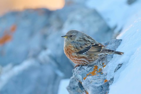 A bird huddles on a snow-covered rock with orange lichen, Alpine Accentor (Prunella collaris),