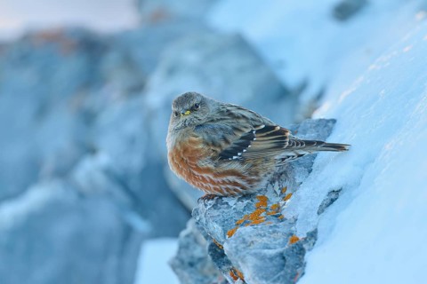 A bird resting on a snow-covered rock in a cold environment, Alpine Accentor (Prunella collaris),