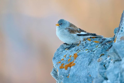 A bird rests relaxed on a rock, the surroundings seem quiet and peaceful, Snowfinch (Montifringilla