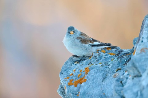 A bird with open beak sitting on a rocky ground, Snowfinch (Montifringilla nivalis), Gemmi Pass,
