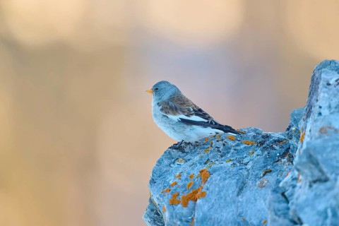 A bird sits on a rock, the scene radiates calm and serenity, Snowfinch (Montifringilla nivalis),