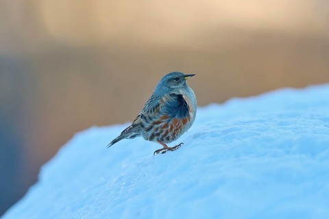 A bird stands on a snowy surface in a cool winter landscape, Alpine Accentor (Prunella collaris),
