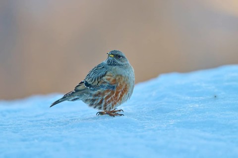 A bird sitting in the snow, surrounded by a wintry, cold atmosphere, Alpine Accentor (Prunella