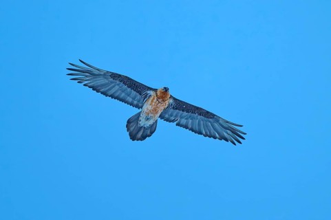 A powerful bearded vulture flies through the blue sky with its wings spread wide, bearded vulture