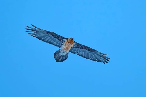A bearded vulture with a large wingspan spreads its wings wide in the clear sky, bearded vulture