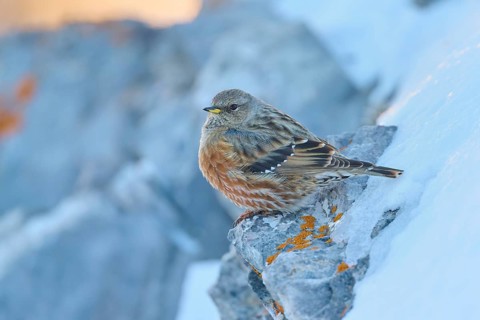 A bird sitting on a rock with orange-coloured lichen, Alpine Accentor (Prunella collaris), Gemmi