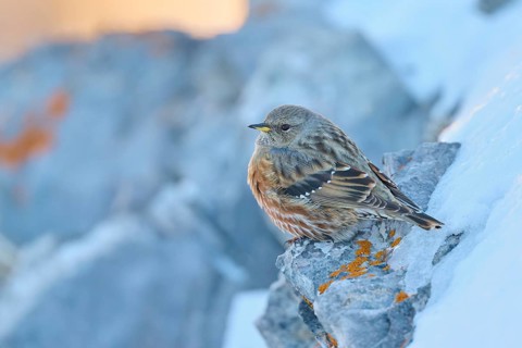 A bird sitting on a snow-covered rock in winter, Alpine Accentor (Prunella collaris), Gemmi Pass,
