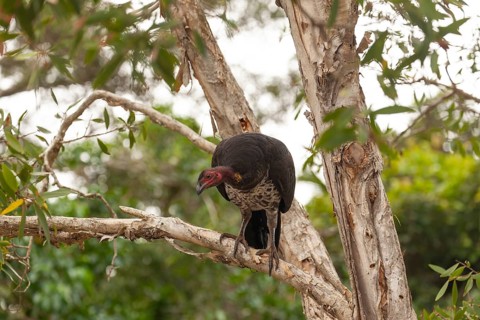 Daytime view of Australian bush turkey (Alectura lathami) on a tree at Broken Head Nature Reserve