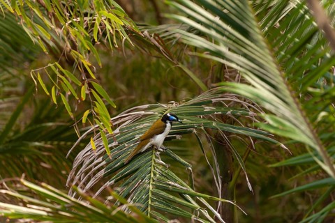Daytime capture of blue eared bird (Entomyzon cyanotis) on a palm at Broken Head Nature Reserve
