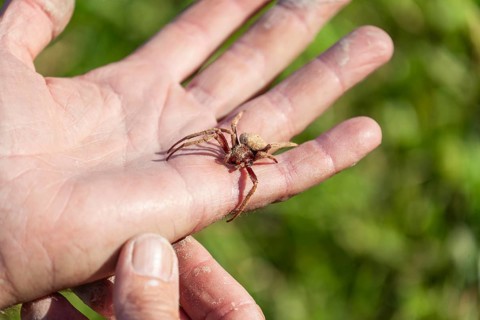 Daytime macro view of a huntsman spider resting on a man hand at an outdoor location, Australia
