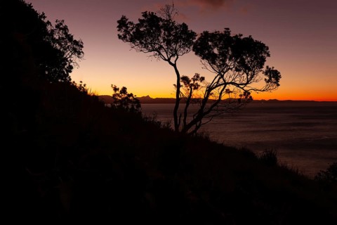Evening red sky at Wategos Beach with tree on rocks and Mount Warning behind the hinterland, New