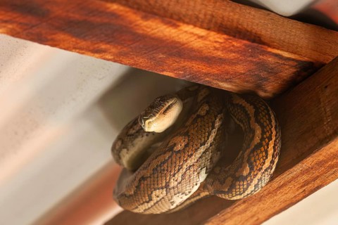 Snake relaxing under a corrugated roof in a local carpark. Resting carpet python, Byron Bay, New