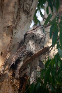 Birds sitting in a row on a short tree branch in the wild bush. Two tawny frogmouths, Byron Bay,