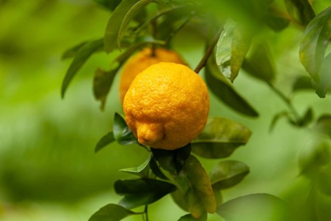 Bush lemons (Citrus jambhiri) hanging on a tree branch with lush green ferns in background. Ripe