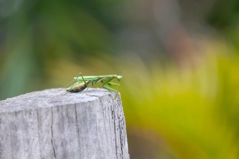 Large giant mantis resting on a wooden fence post in the outdoor light. Macro view, Byron Bay, New