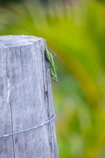 Large giant mantis resting on a wooden fence post in the outdoor light. Macro view, Byron Bay, New