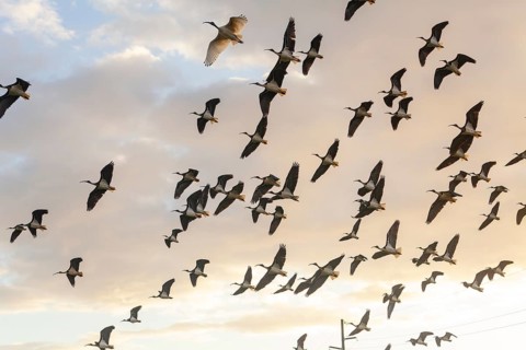 Large group of Australian white ibises (Threskiornis molucca) soaring across the blue sky. Flying