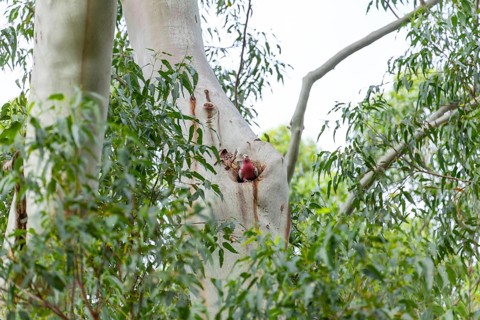 Cockatoo sitting in a eucalyptus tree hollow in the wild bush. Galah (Eolophus roseicapilla), Byron