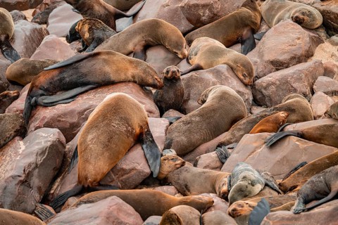 Seal colony, fur seal, Cape fur seal (Arctocephalus pusillus), Cape Cross, Atlantic coast, Namibia