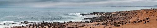 Panorama, seal colony by the sea, fur seal, Cape fur seal (Arctocephalus pusillus), Cape Cross,