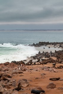 Seal colony, fur seal, Cape fur seal (Arctocephalus pusillus), Cape Cross, Atlantic coast, Namibia