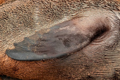 Detail, fin of a fur seal, Cape fur seal (Arctocephalus pusillus), Cape Cross, Atlantic coast,