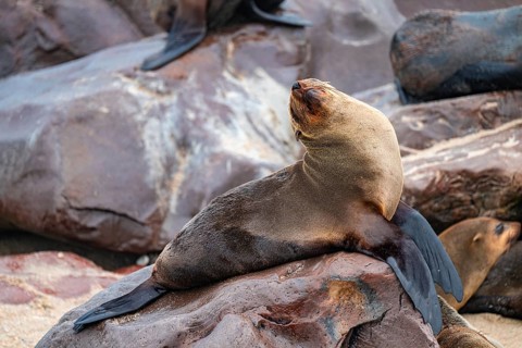 Fur seal sitting happily on rocks, animal doing yoga, Cape fur seal (Arctocephalus pusillus), Cape