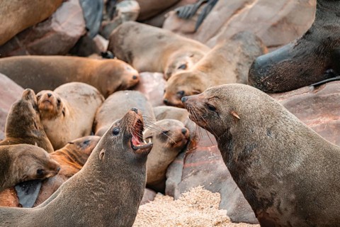 Male fur seals fighting for territory, Cape fur seal (Arctocephalus pusillus), Cape Cross, Atlantic