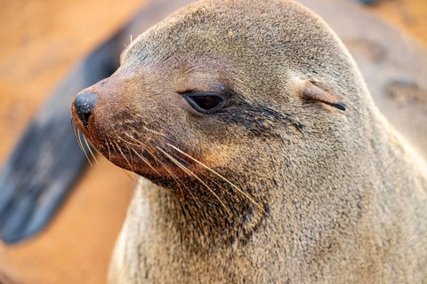 Animal portrait, fur seal, Cape fur seal (Arctocephalus pusillus), Cape Cross, Atlantic coast,