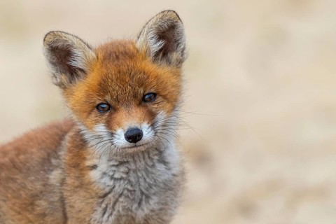 Fox (Vulpes vulpes), puppy, young fox, cute, Zandvoort, Netherlands