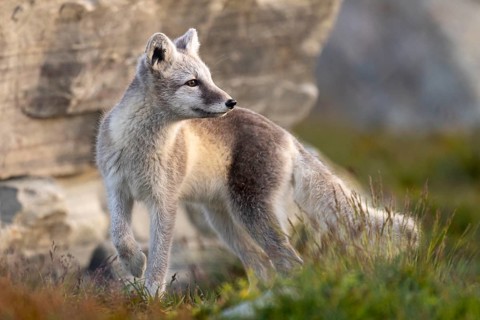 Arctic fox, snow fox or ice fox (Vulpes lagopus) Dombas, Dovrefjell, Norway