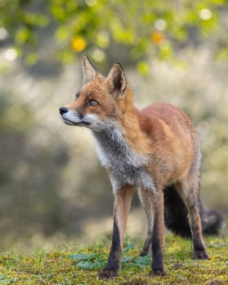 Attentive fox (Vulpes vulpes) on a tree, Zandvoort, Netherlands