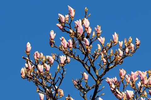 Flowering magnolia (Magnolia) in spring, Cloppenburg, Lower Saxony, Germany