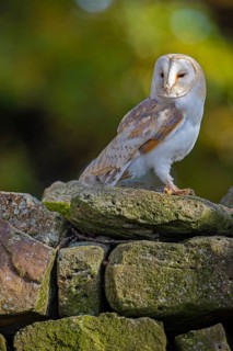 Barn owl (Tyto alba) in the evening light, Oldenburger Münsterland, Vechta, Lower Saxony, Germany