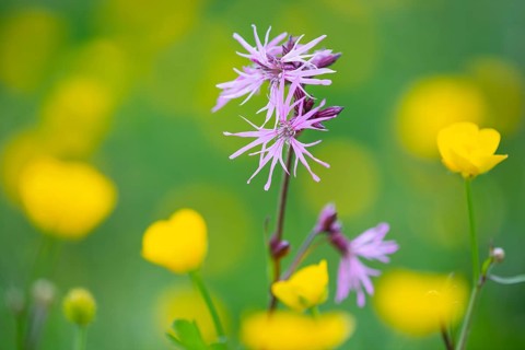 Cuckoo flower (Silene flos-cuculi), Vechta, Lower Saxony, Germany