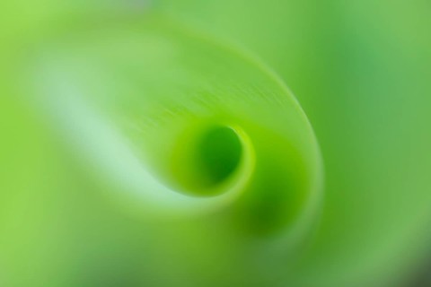 Lily of the valley (Convallaria majalis), Bakum, Lower Saxony, Germany