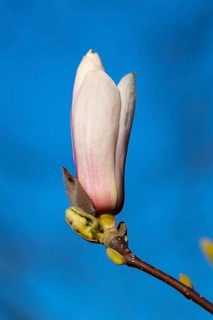 Flowering magnolia (Magnolia) in spring, Cloppenburg, Lower Saxony, Germany