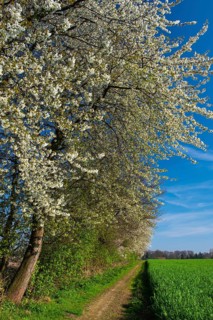 Blooming cherry tree on a hedge, Oldenburger Münsterland, Elsten, Lower Saxony, Germany