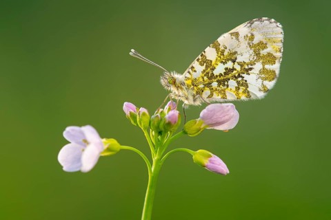 Aurora butterfly (Anthocharis cardamines) on meadowfoam, Oldenburger Münsterland, Vechta, Lower