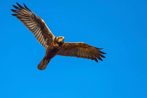Marsh harrier (Circus aeruginosusv) in flight, Dümmer, Hüde, Lower Saxony, Germany