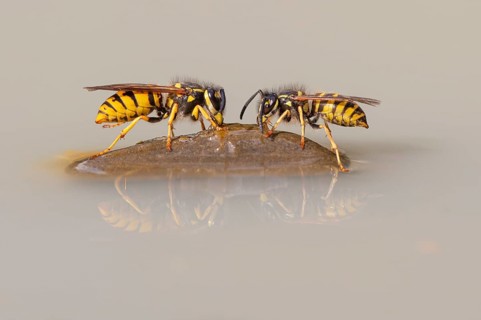 Wasps (Vespinae), Vechta, Lower Saxony, Germany
