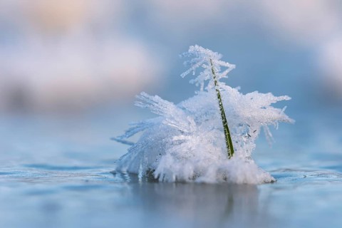 Ice crystals on a blade of grass in winter, hoarfrost, Goldenstedt, Lower Saxony, Germany