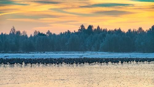 Cranes (Grus grus) roosting on the ice in the moor, Goldenstedt, Lower Saxony, Germany