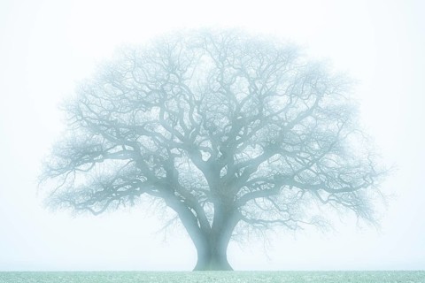 Large, old oak (Quercus) in the snow, solitary, Melle, North Rhine-Westphalia, Germany