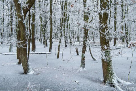 Erlenbruch am Dümmer, Dümmer, Hüde, Lower Saxony, Germany