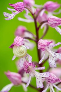 Purple Orchid (Orchis purpurea), Leutra, Jena, Thuringia, Germany