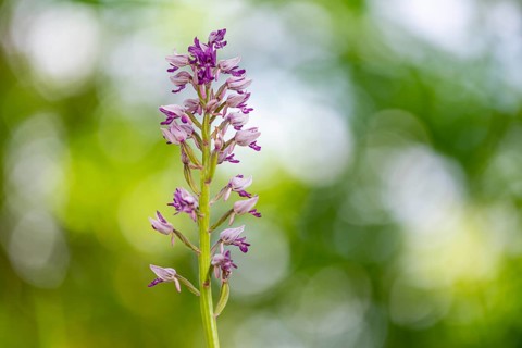 Helm's-orchid (Orchis militaris), Leutra, Jena, Thuringia, Germany