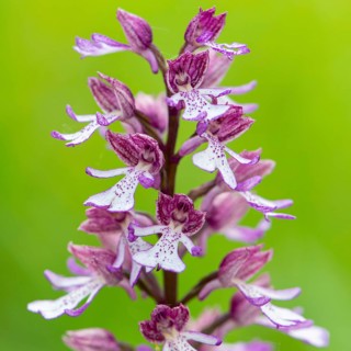 Purple Orchid (Orchis purpurea), Leutra, Jena, Thuringia, Germany