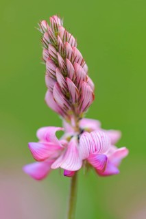 Seed asparagus (Onobrychis viciifolia), Leutra, Jena, Thuringia, Germany