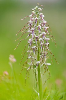 Goat's tongue (Himantoglossum hircinum), Leutra, Jena, Thuringia, Germany